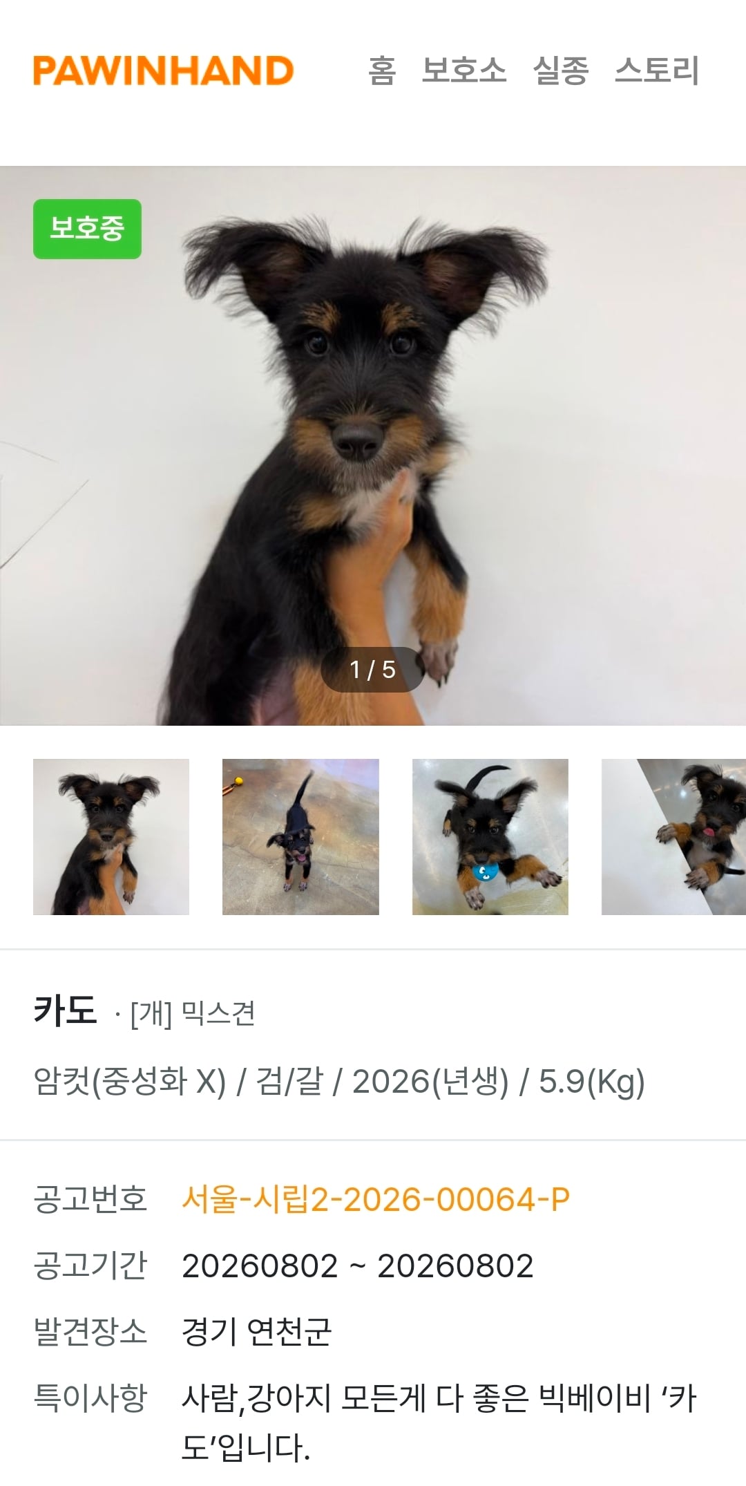 귀여운 포인핸드 강아지들