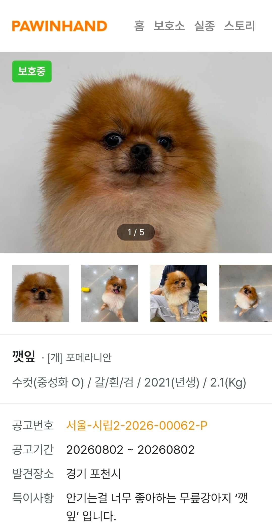 귀여운 포인핸드 강아지들