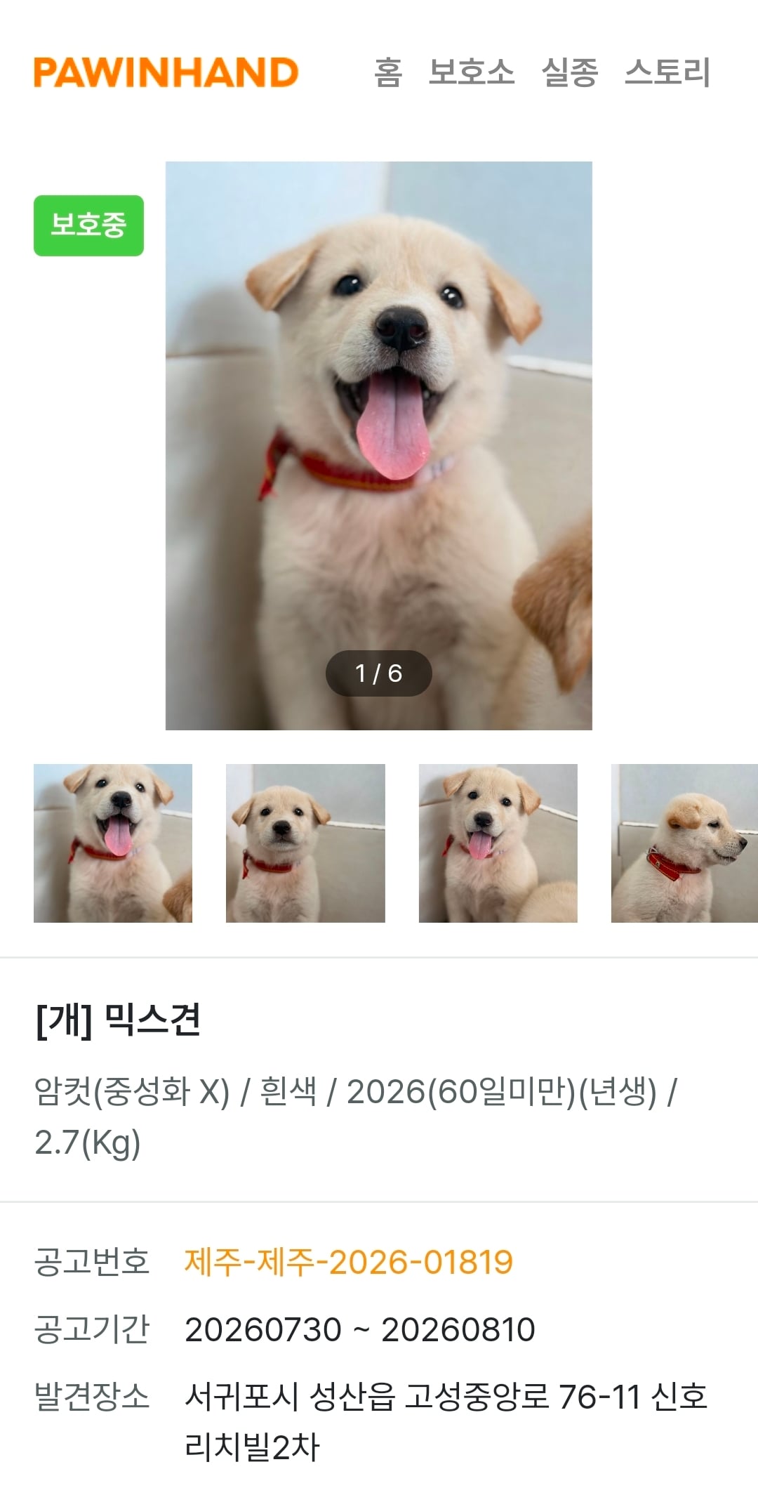 귀여운 포인핸드 강아지들