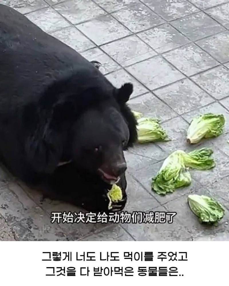 황당한 중국 동물원 대참사