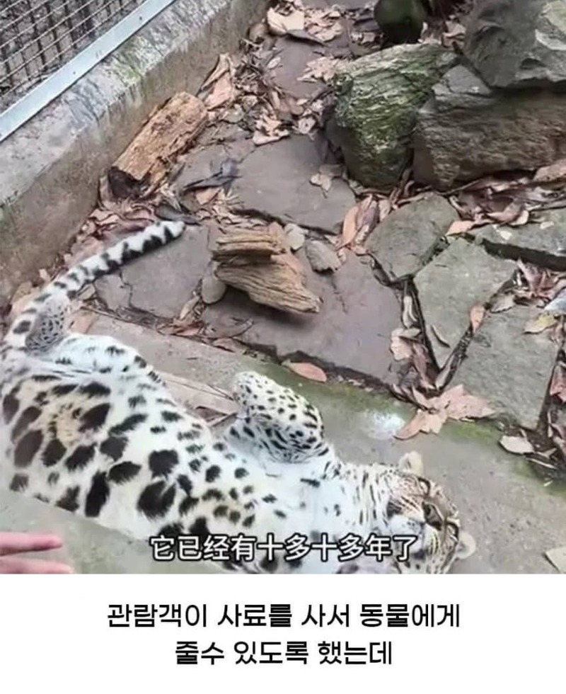 황당한 중국 동물원 대참사