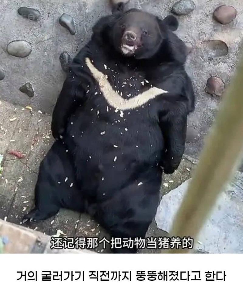 황당한 중국 동물원 대참사