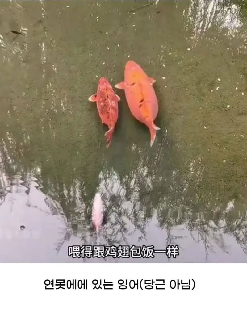 황당한 중국 동물원 대참사