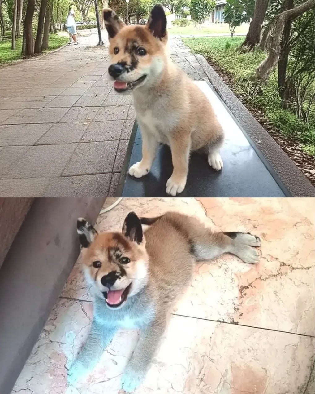 얼굴에 먹칠했다고 욕먹자 오해받던 주인이 공개한 어린 시절 사진