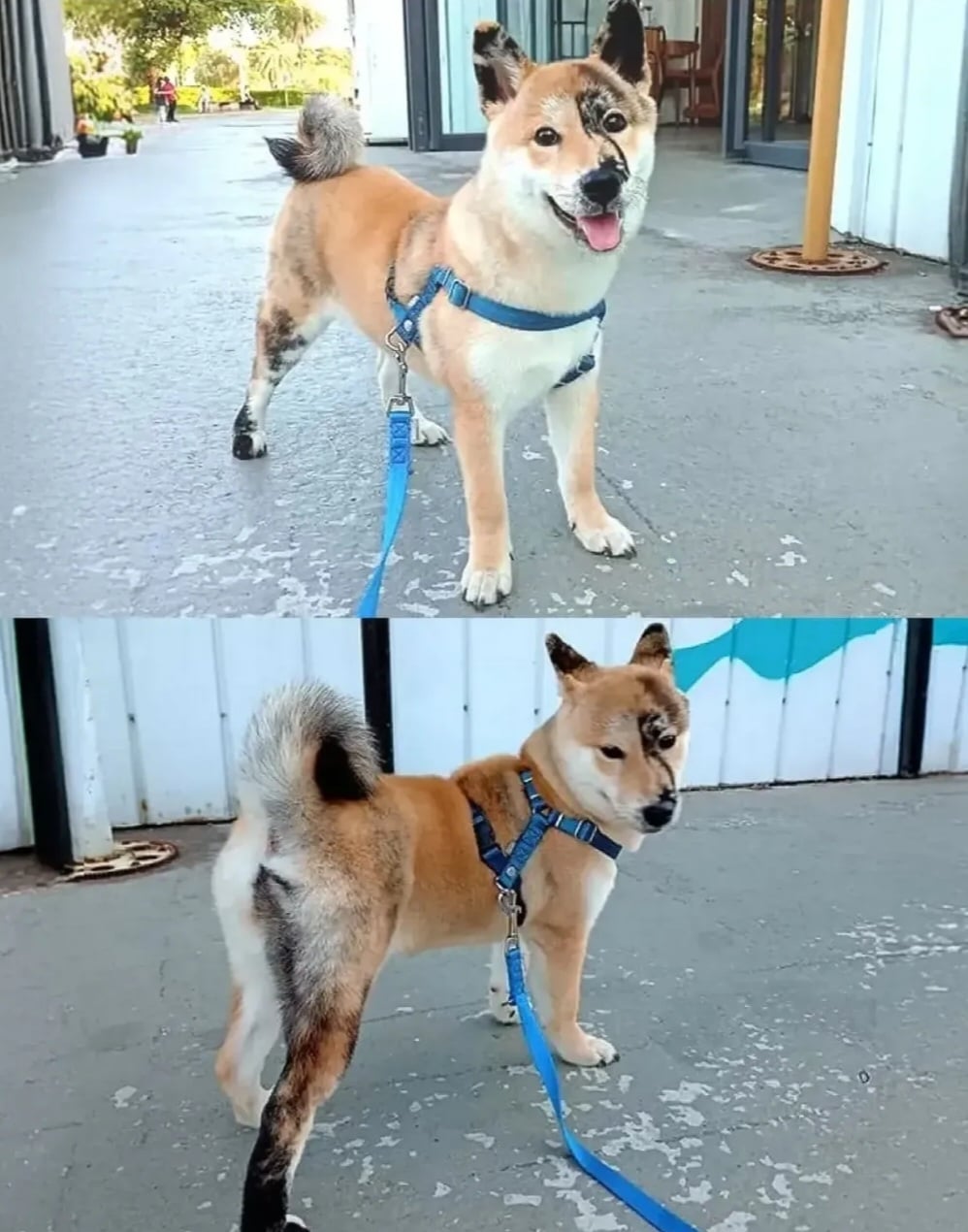 얼굴에 먹칠했다고 욕먹자 오해받던 주인이 공개한 어린 시절 사진