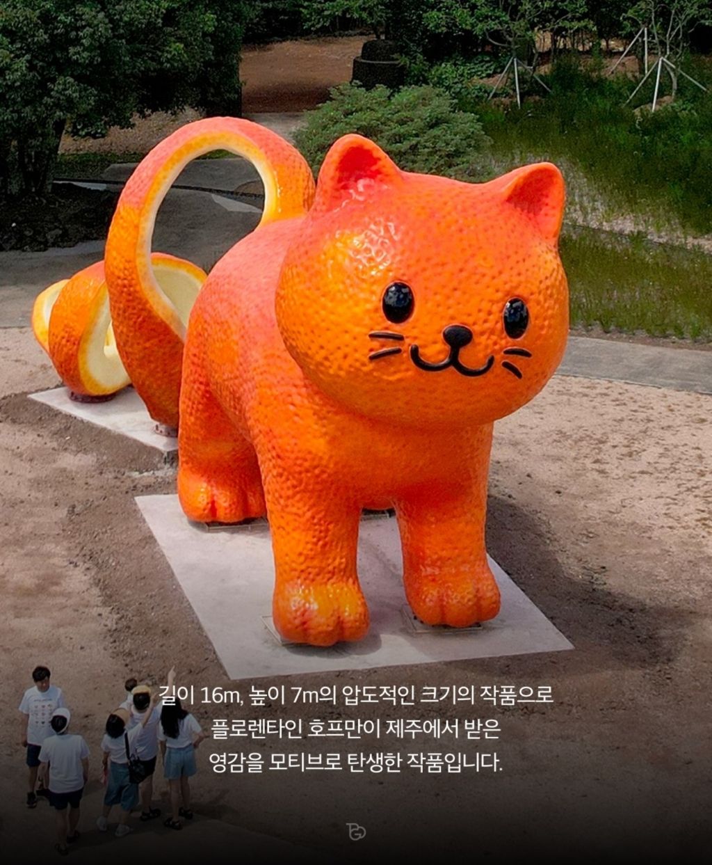 제주도에 나타난 거대 고냉이