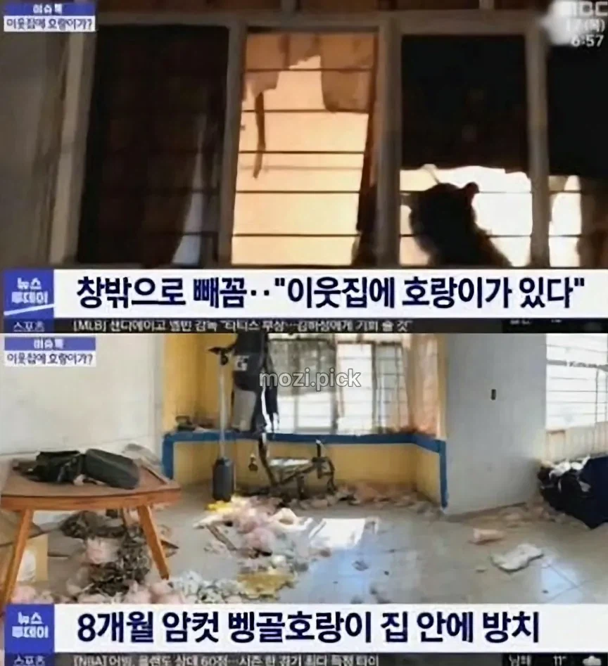 그림자 보고 집에 호랑이 있다고 신고