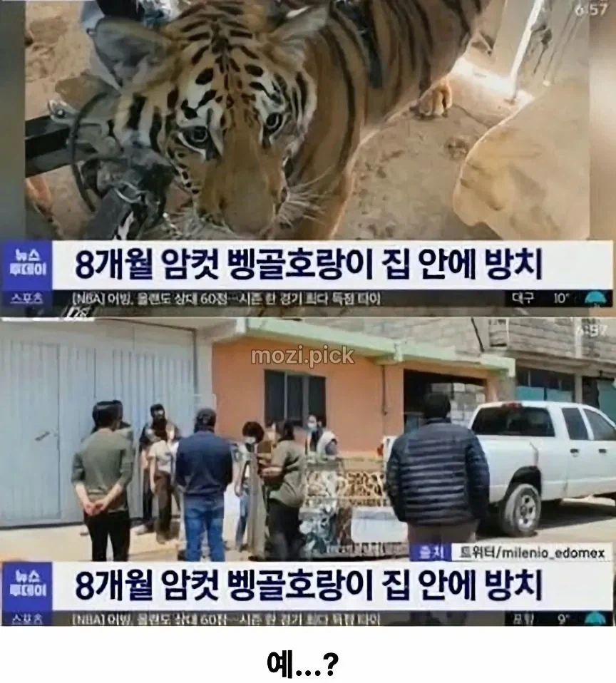 그림자 보고 집에 호랑이 있다고 신고