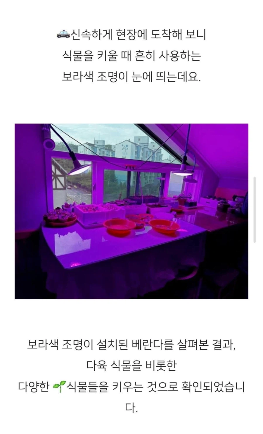 보라색 조명을 쓴다고 경찰에 신고당한 집