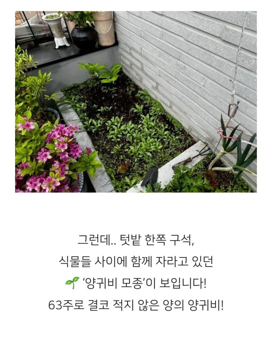 보라색 조명을 쓴다고 경찰에 신고당한 집