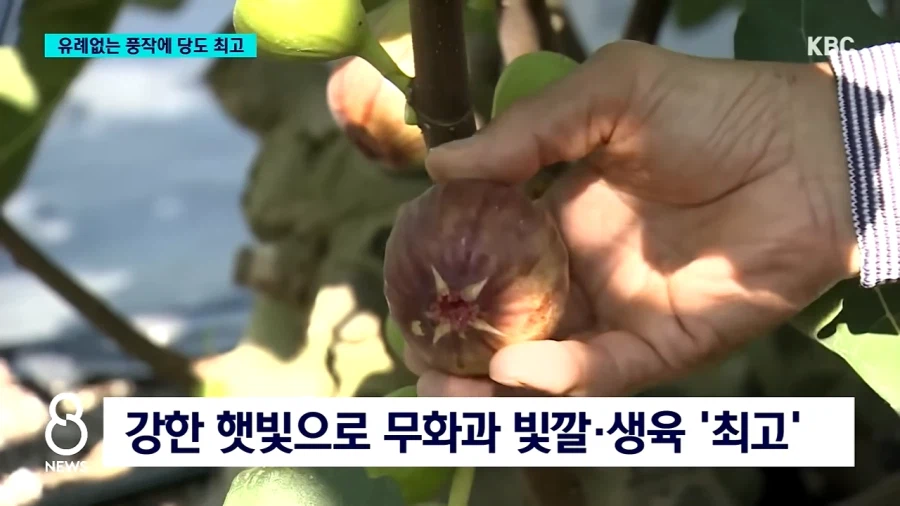 요즘 대자연이 ppl중인 과일.jpg