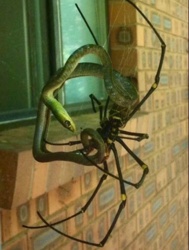 호주란