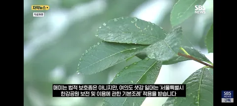 한강 샛강공원에서 매미 싹쓸이 해간다는 중국인들
