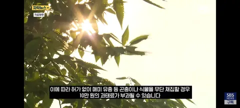한강 샛강공원에서 매미 싹쓸이 해간다는 중국인들