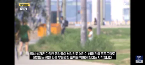 한강 샛강공원에서 매미 싹쓸이 해간다는 중국인들