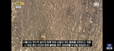 한강 샛강공원에서 매미 싹쓸이 해간다는 중국인들