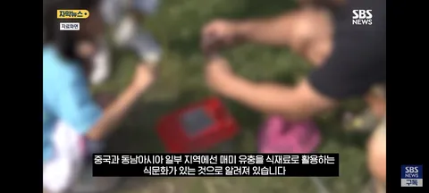 한강 샛강공원에서 매미 싹쓸이 해간다는 중국인들