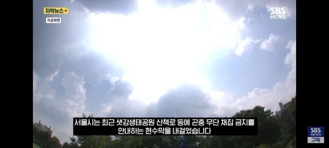 한강 샛강공원에서 매미 싹쓸이 해간다는 중국인들