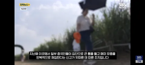 한강 샛강공원에서 매미 싹쓸이 해간다는 중국인들