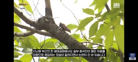 한강 샛강공원에서 매미 싹쓸이 해간다는 중국인들