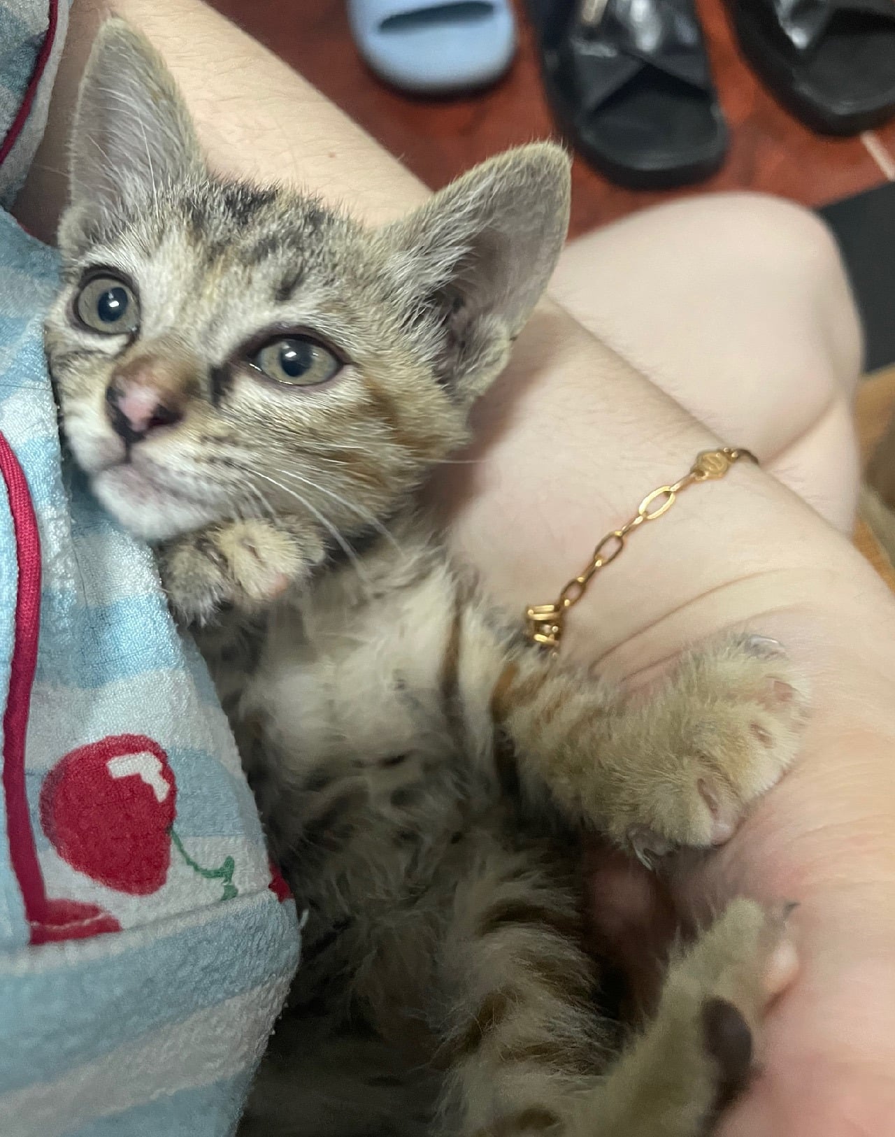 입양홍보 🐱태어난지 한달차 주차장 에어컨 실외기 뒤에서 이틀 내내 울던 아기고양이 '로또' 한번 보고가 🥹💖