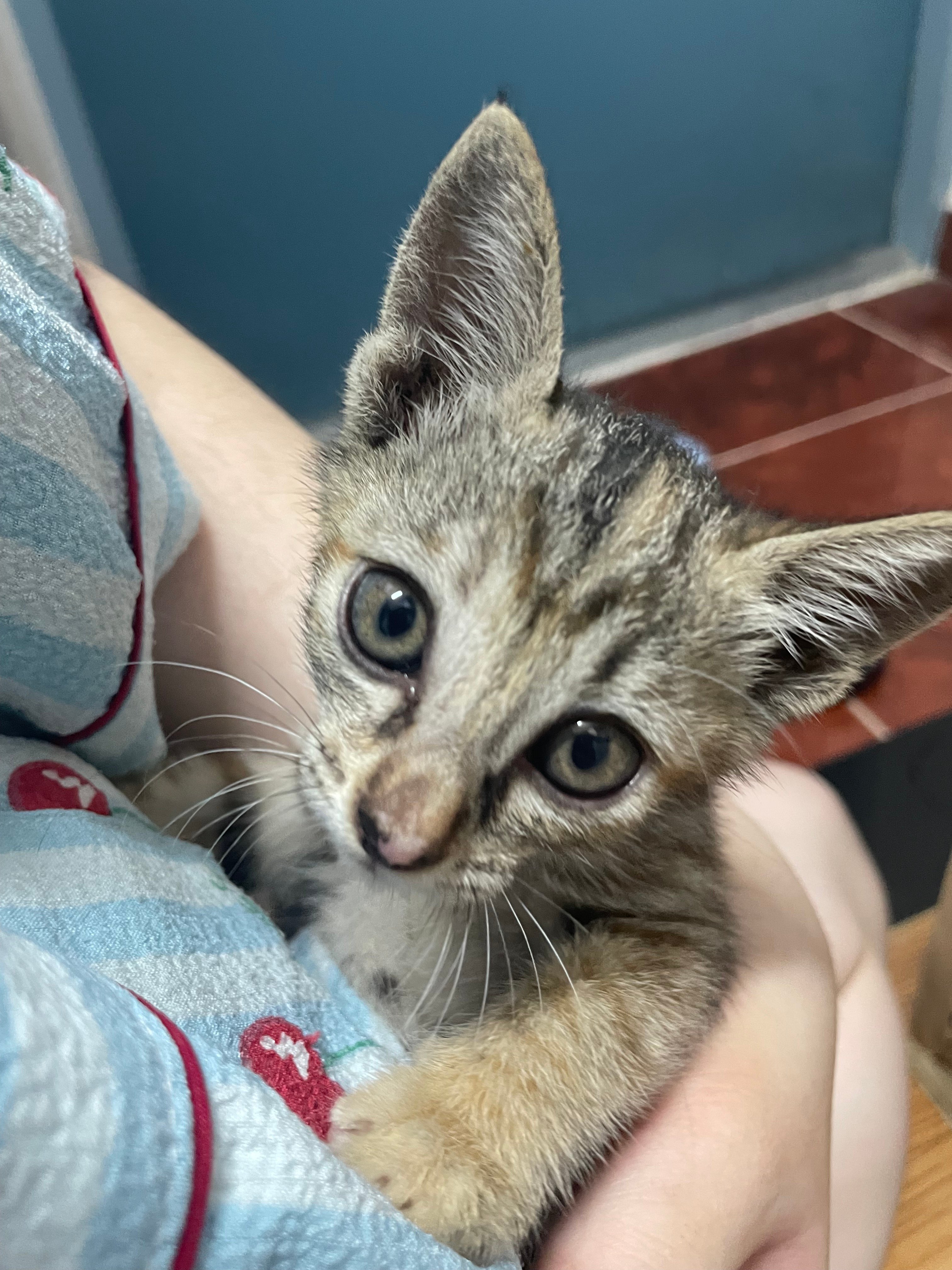 입양홍보 🐱태어난지 한달차 주차장 에어컨 실외기 뒤에서 이틀 내내 울던 아기고양이 '로또' 한번 보고가 🥹💖