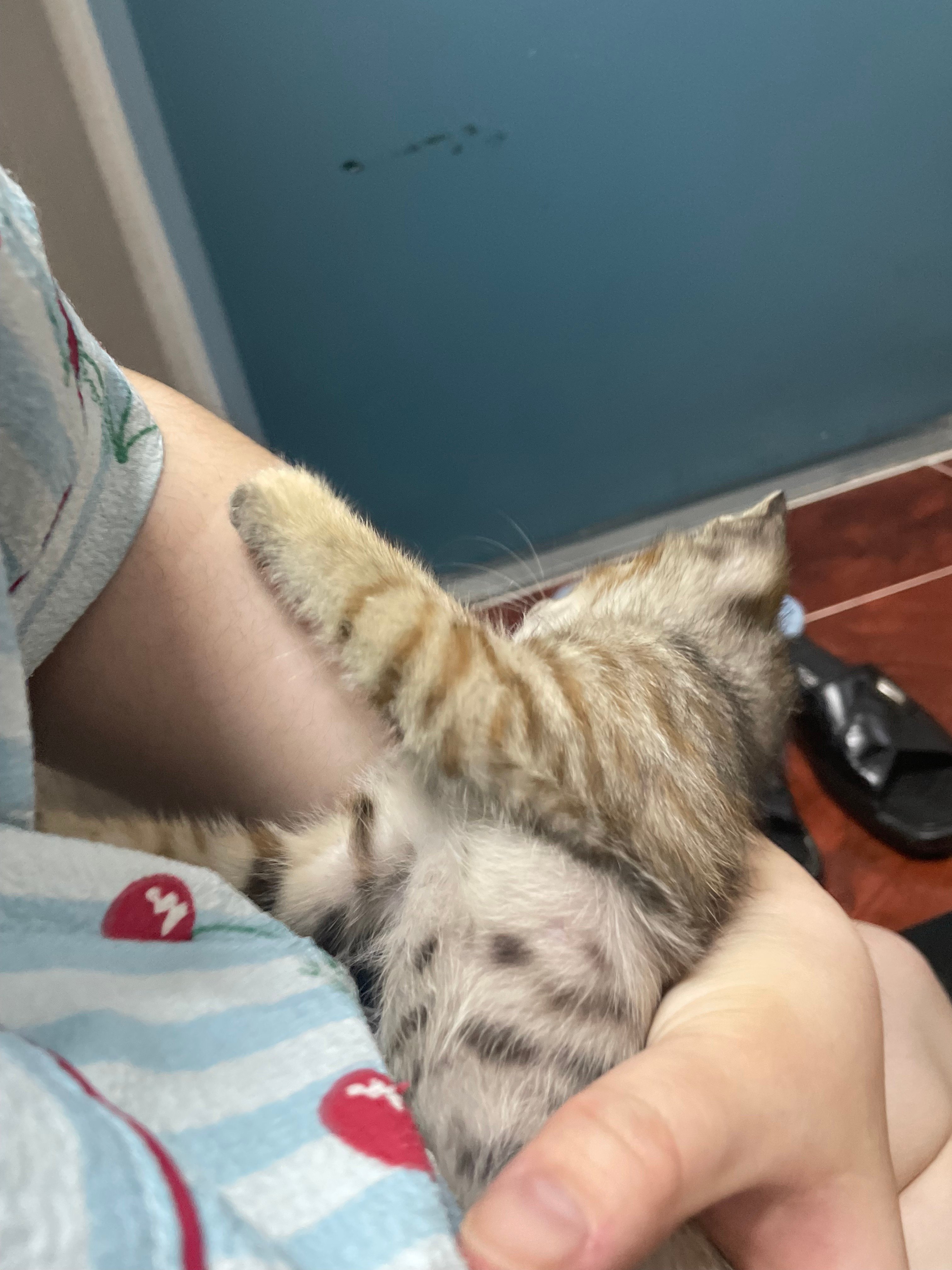 입양홍보 🐱태어난지 한달차 주차장 에어컨 실외기 뒤에서 이틀 내내 울던 아기고양이 '로또' 한번 보고가 🥹💖