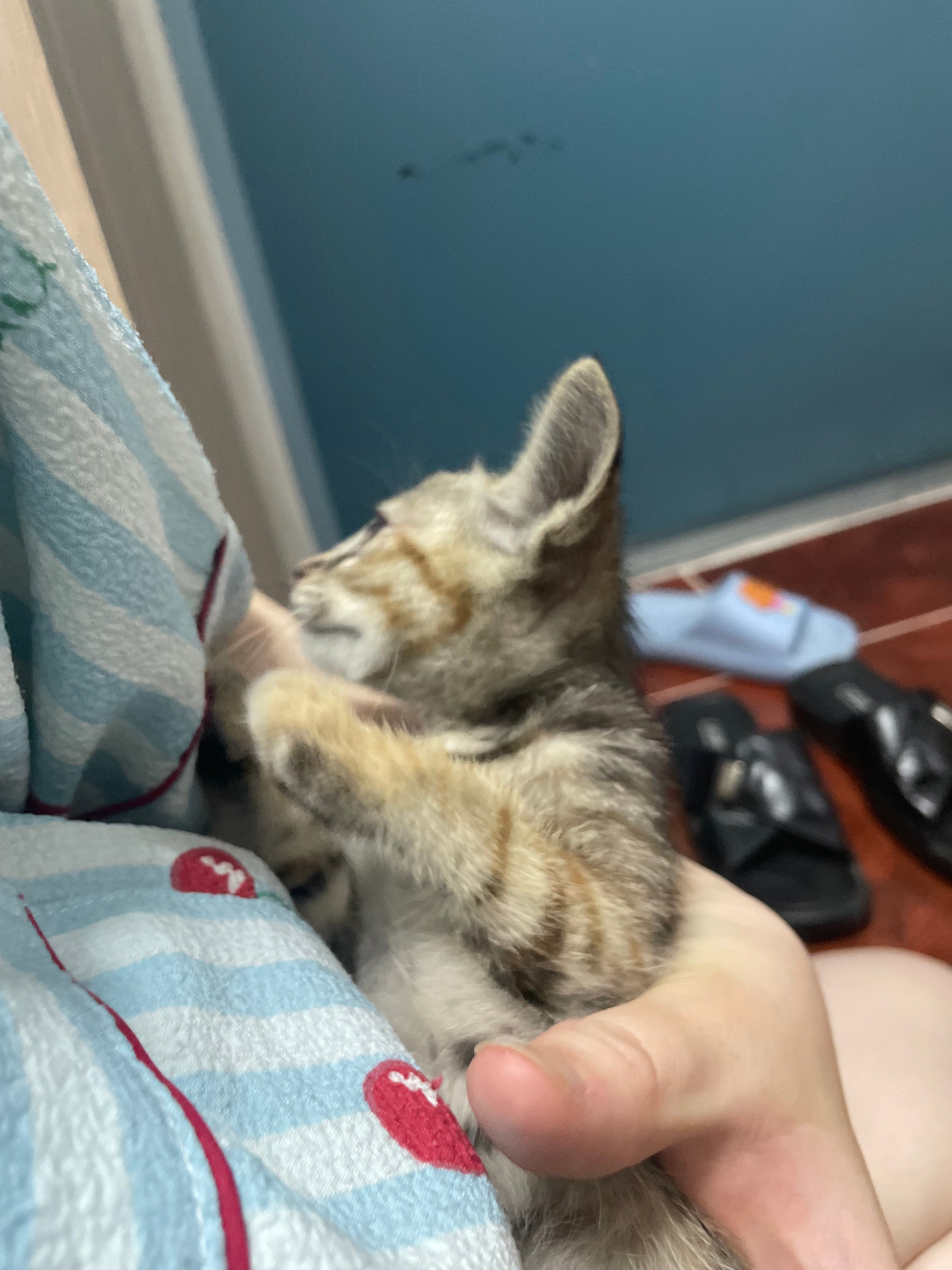 입양홍보 🐱태어난지 한달차 주차장 에어컨 실외기 뒤에서 이틀 내내 울던 아기고양이 '로또' 한번 보고가 🥹💖
