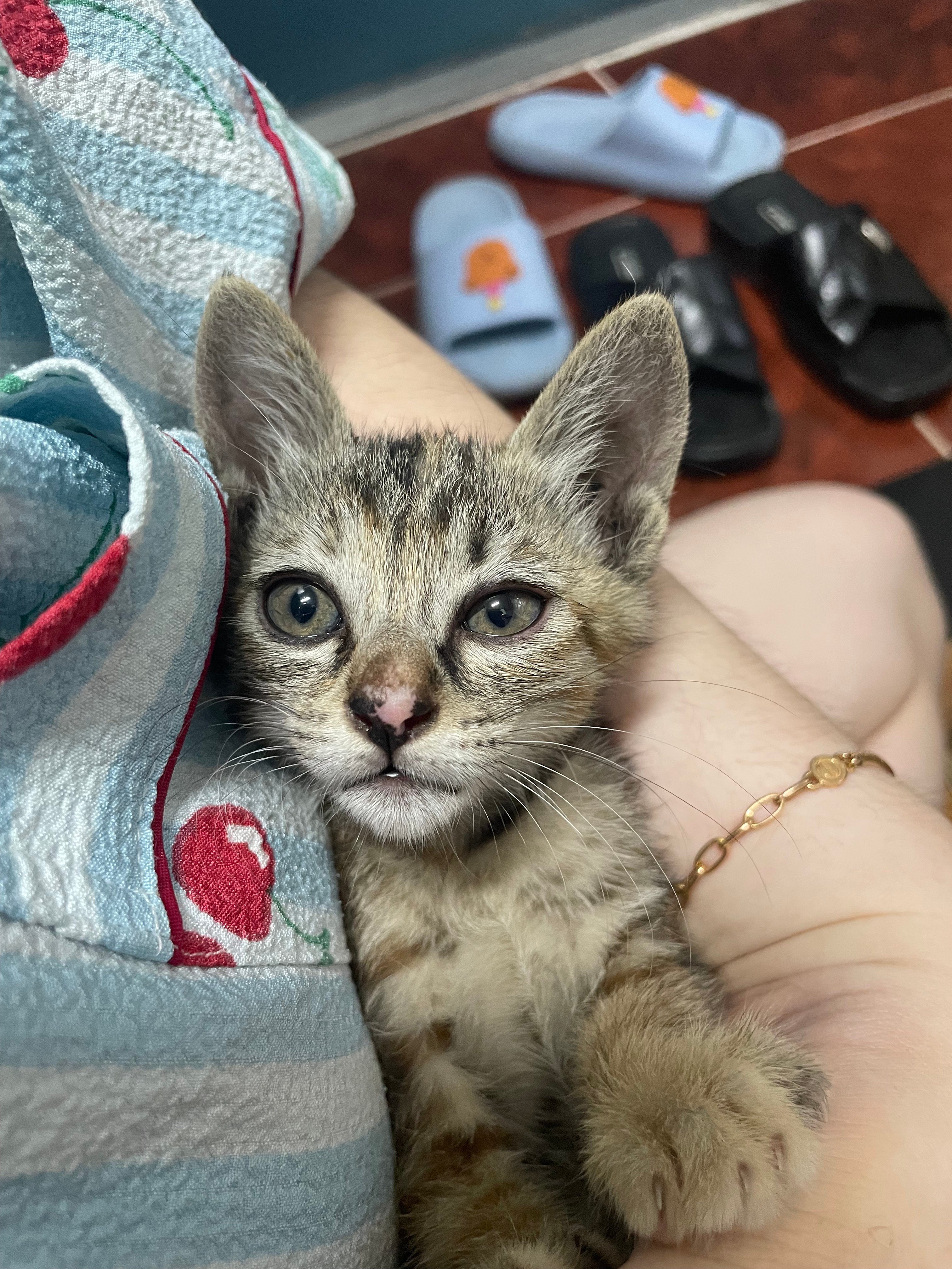 입양홍보 🐱태어난지 한달차 주차장 에어컨 실외기 뒤에서 이틀 내내 울던 아기고양이 '로또' 한번 보고가 🥹💖