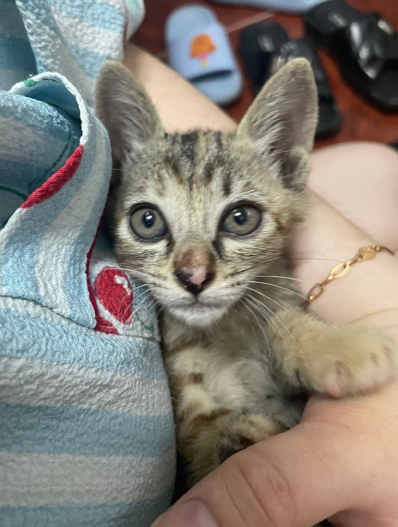 입양홍보 🐱태어난지 한달차 주차장 에어컨 실외기 뒤에서 이틀 내내 울던 아기고양이 '로또' 한번 보고가 🥹💖