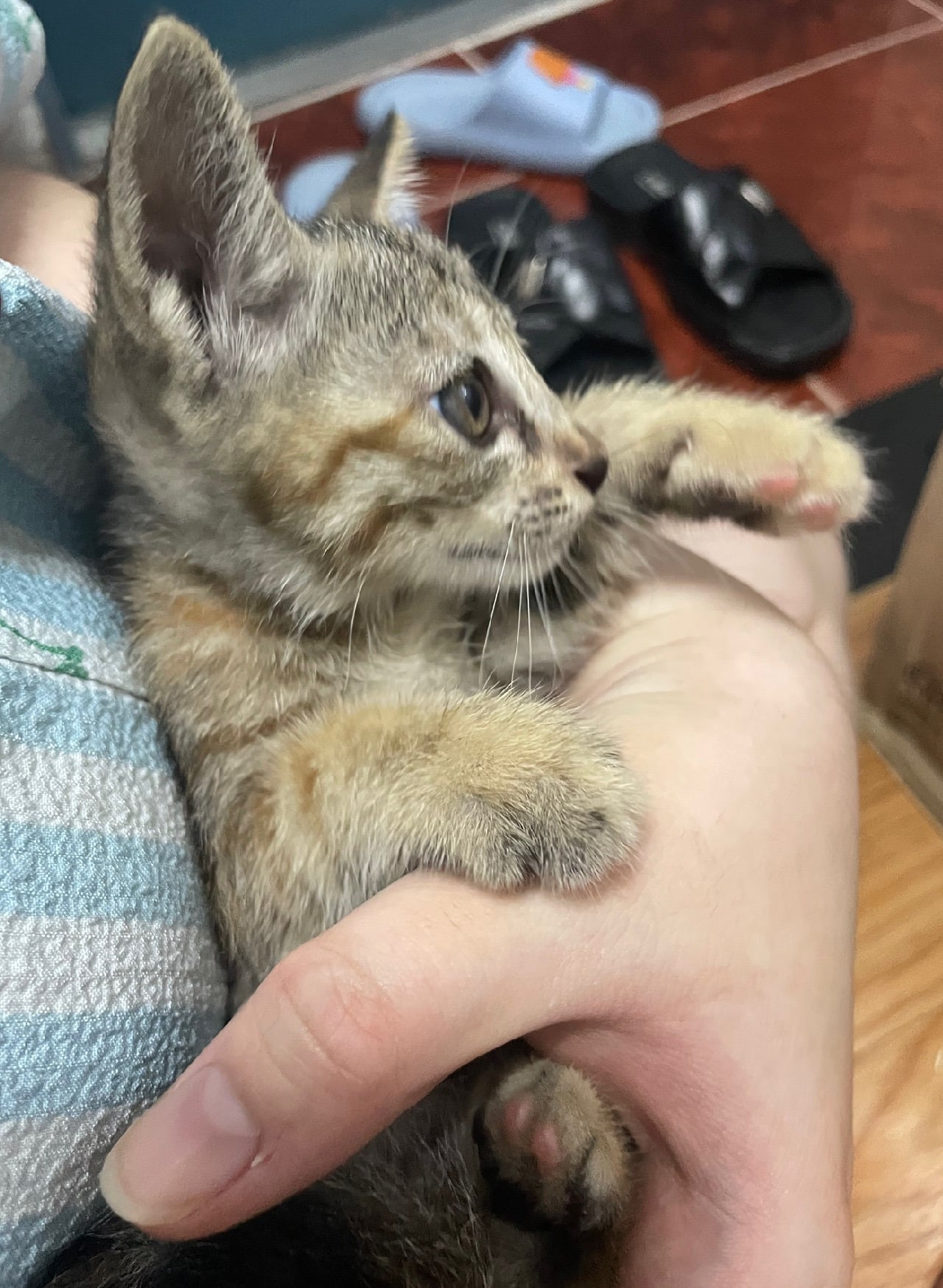 입양홍보 🐱태어난지 한달차 주차장 에어컨 실외기 뒤에서 이틀 내내 울던 아기고양이 '로또' 한번 보고가 🥹💖