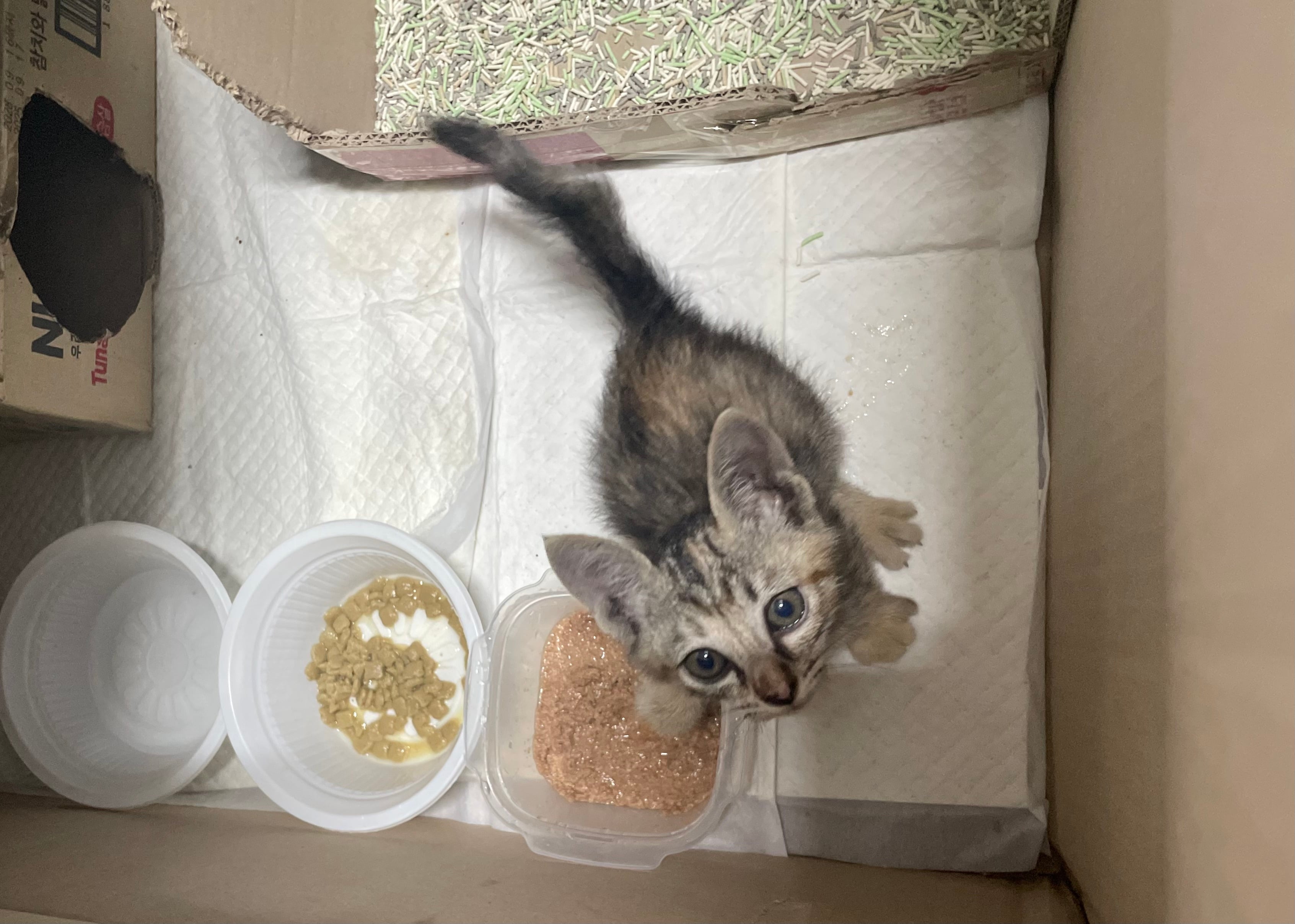 입양홍보 🐱태어난지 한달차 주차장 에어컨 실외기 뒤에서 이틀 내내 울던 아기고양이 '로또' 한번 보고가 🥹💖