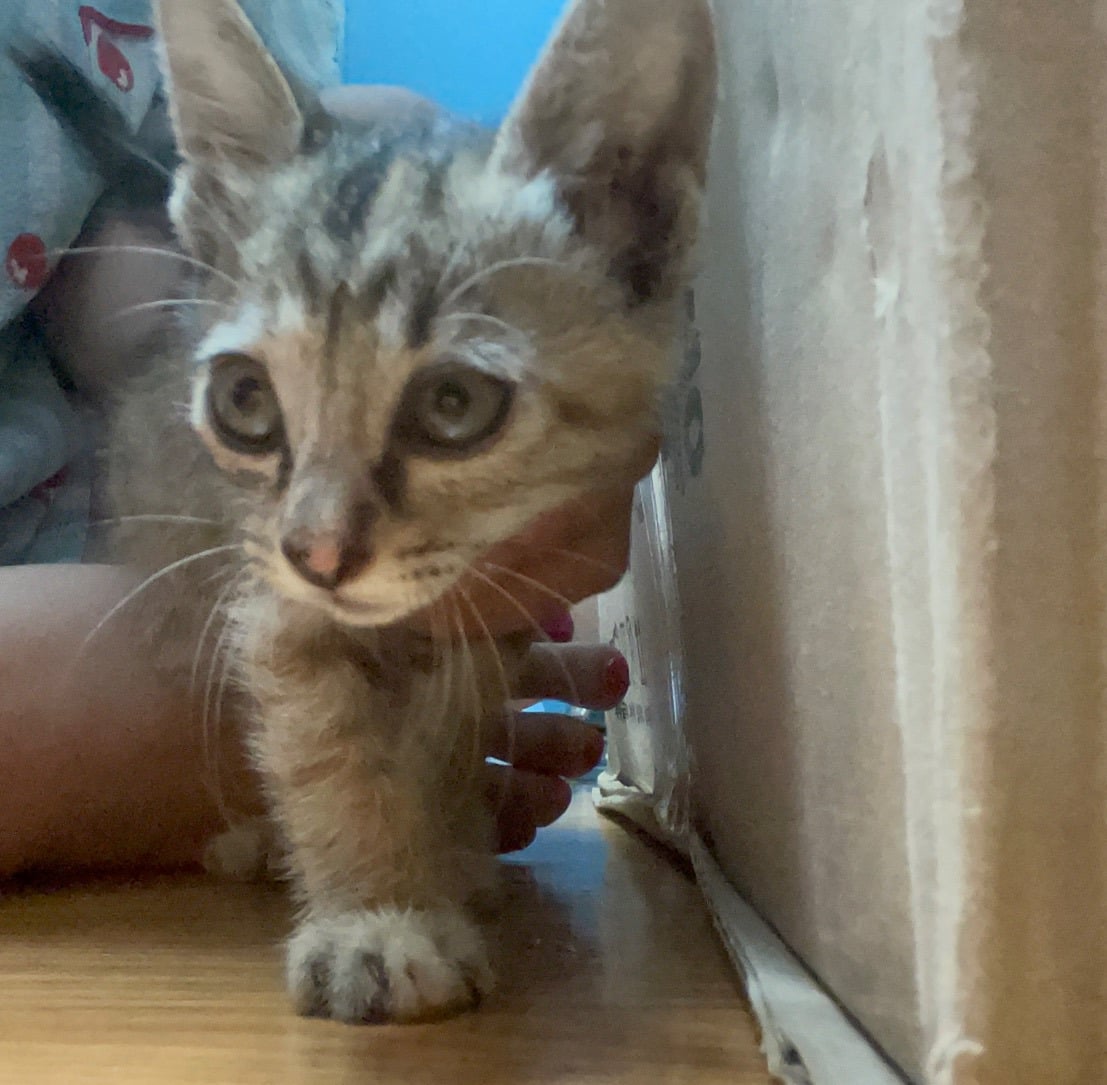 입양홍보 🐱태어난지 한달차 주차장 에어컨 실외기 뒤에서 이틀 내내 울던 아기고양이 '로또' 한번 보고가 🥹💖