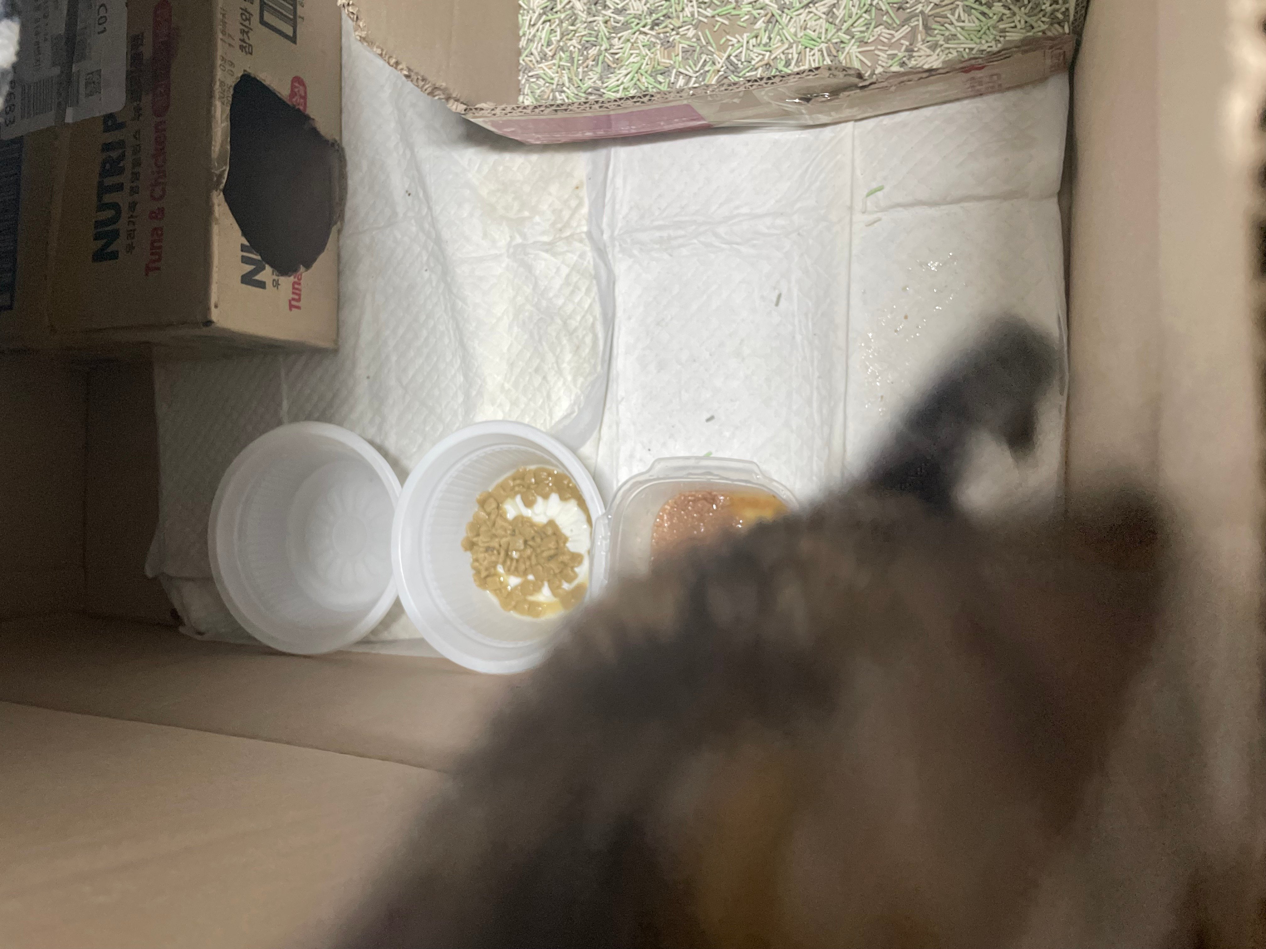 입양홍보 🐱태어난지 한달차 주차장 에어컨 실외기 뒤에서 이틀 내내 울던 아기고양이 '로또' 한번 보고가 🥹💖