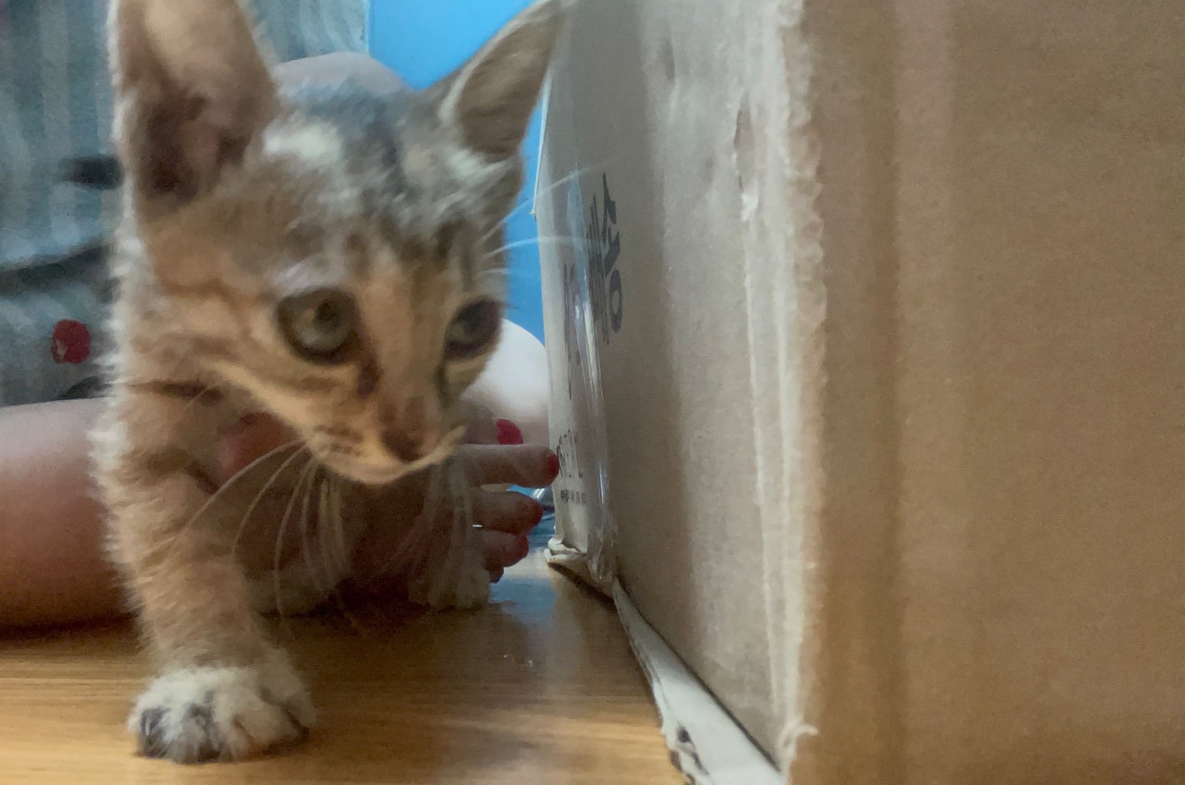 입양홍보 🐱태어난지 한달차 주차장 에어컨 실외기 뒤에서 이틀 내내 울던 아기고양이 '로또' 한번 보고가 🥹💖