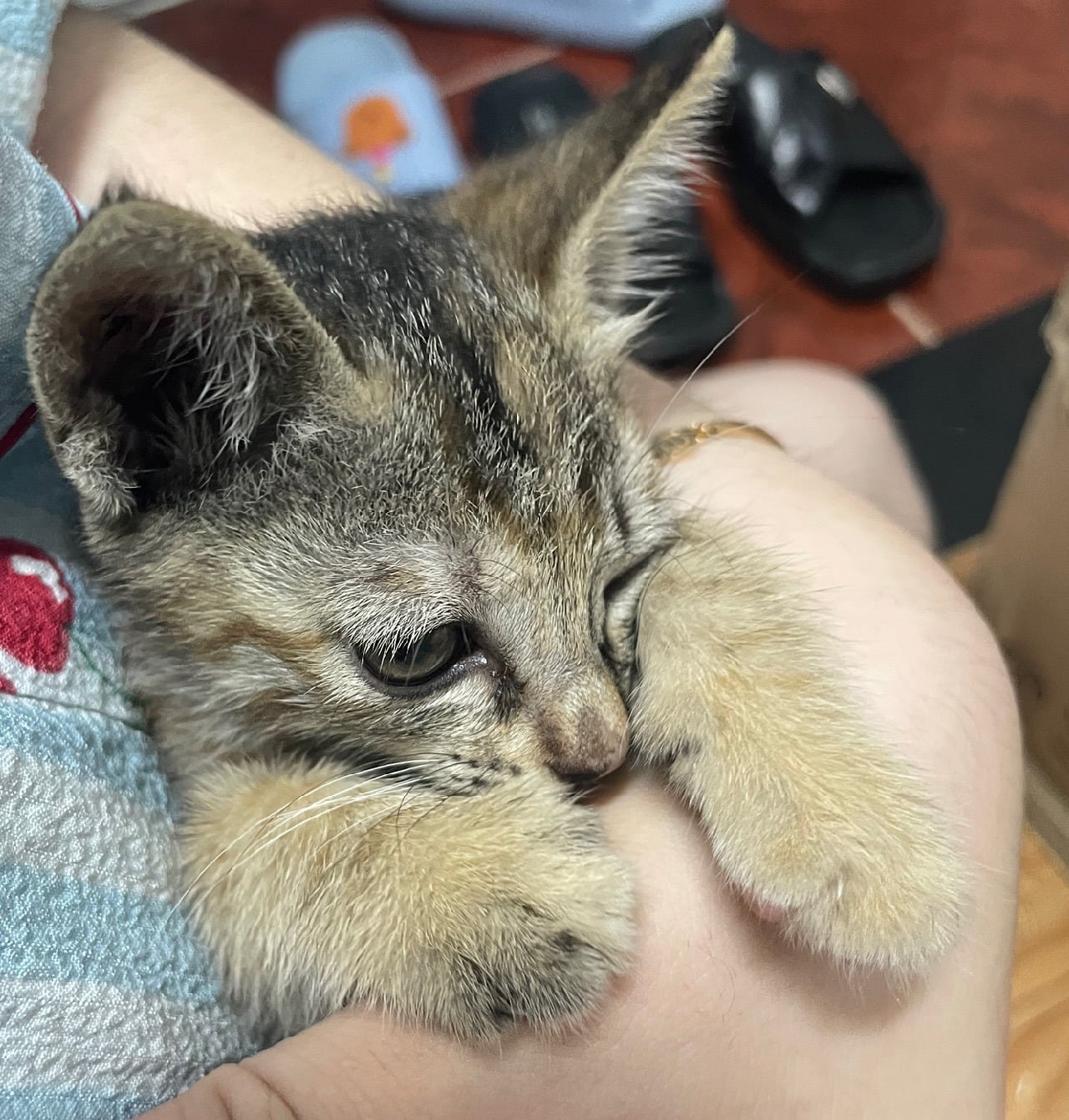 입양홍보 🐱태어난지 한달차 주차장 에어컨 실외기 뒤에서 이틀 내내 울던 아기고양이 '로또' 한번 보고가 🥹💖