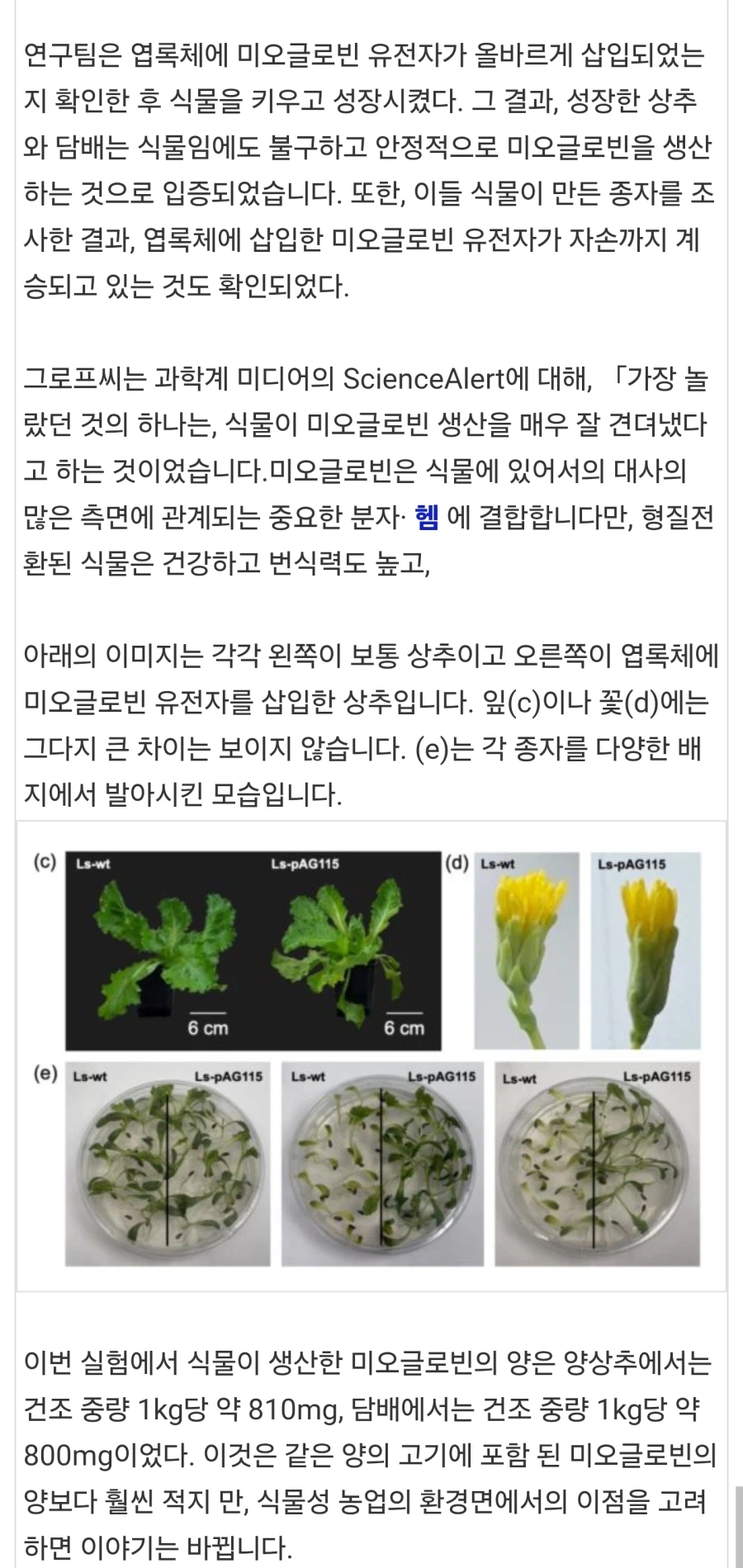 유전자 조작으로 상추에 동물성 단백질을 넣는데 성공.