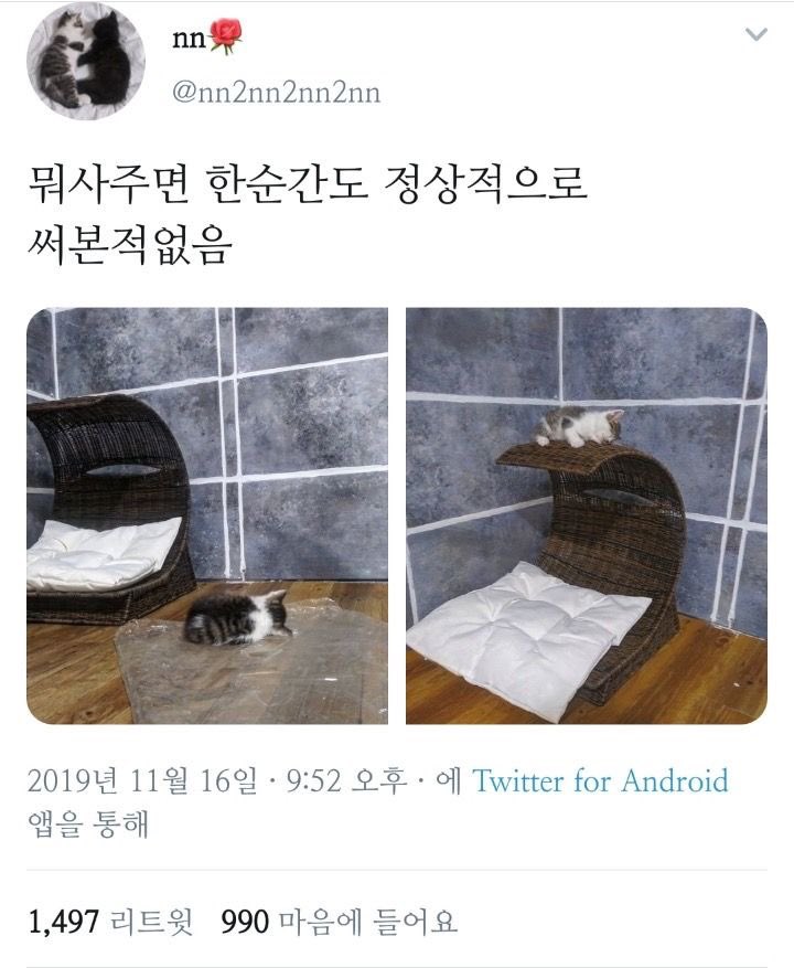 얘 이름이 고양시에서 와서 고양이거든