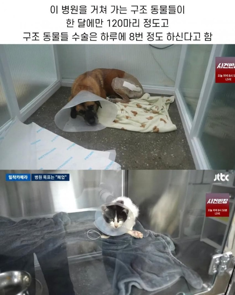 진료비 천원이라는 동물병원