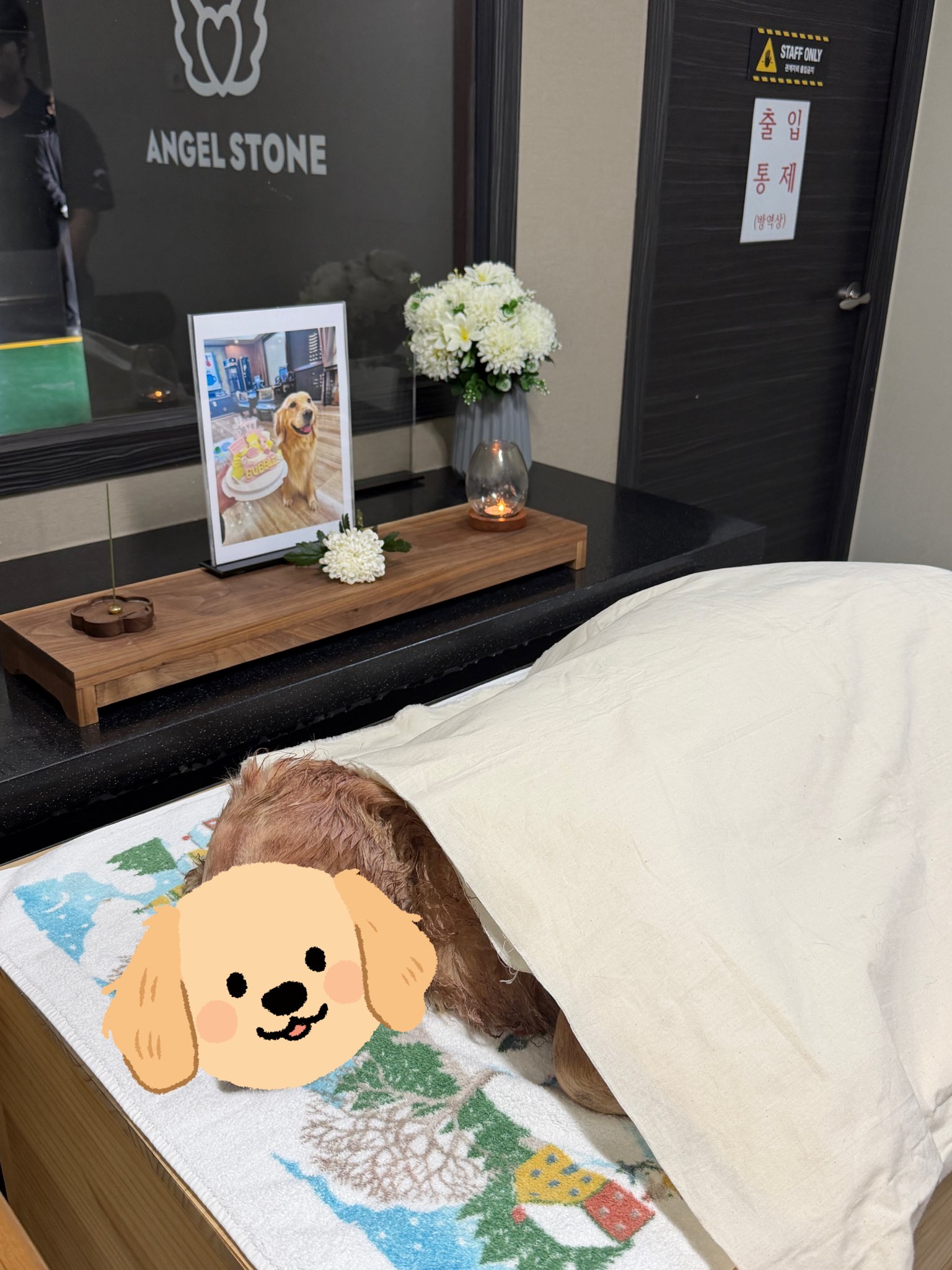 대한항공 화물칸에서 죽어서 돌아온 반려견