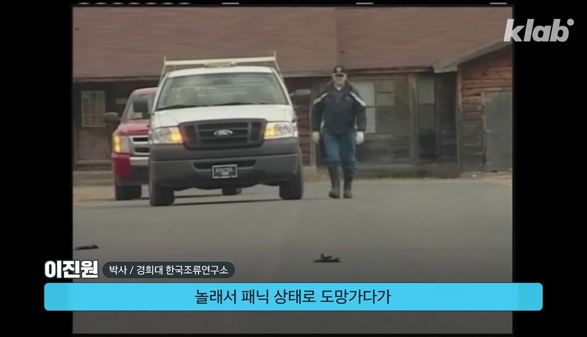 새들에겐 거의 전쟁난 수준이라는 불꽃축제