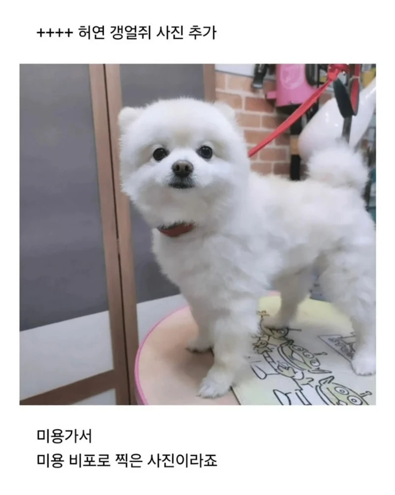 사정이 있어서 강아지 데리고 출근했는데