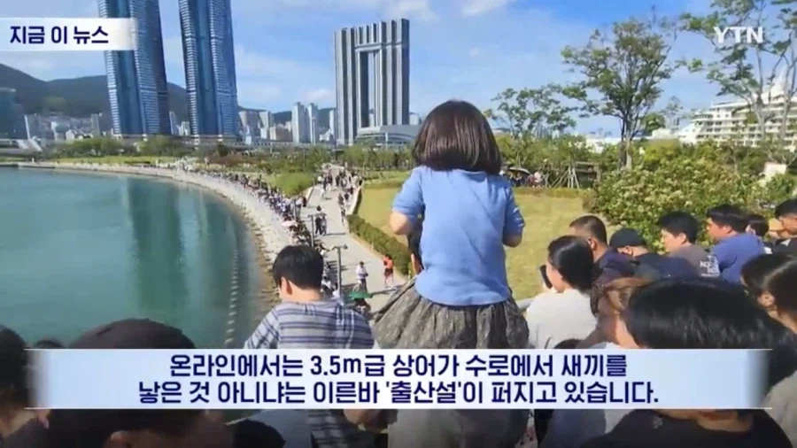 부산 상어 출산설 근황