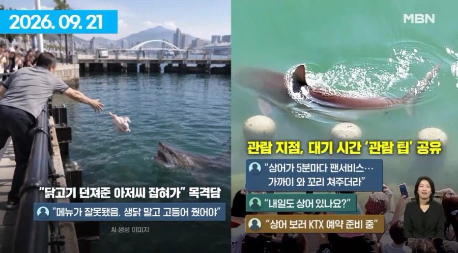 여수섬박람회 부산 상어에 N번째 사망.jpg
