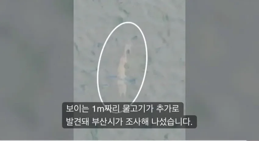 부산 상어가 못 떠다는 이유 ㄷ..jpg