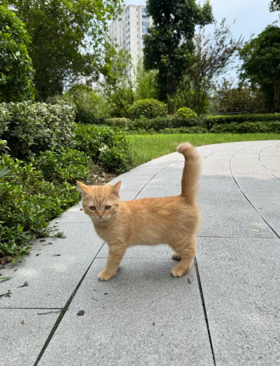 고양이 아이콘 처럼 생긴 고양이