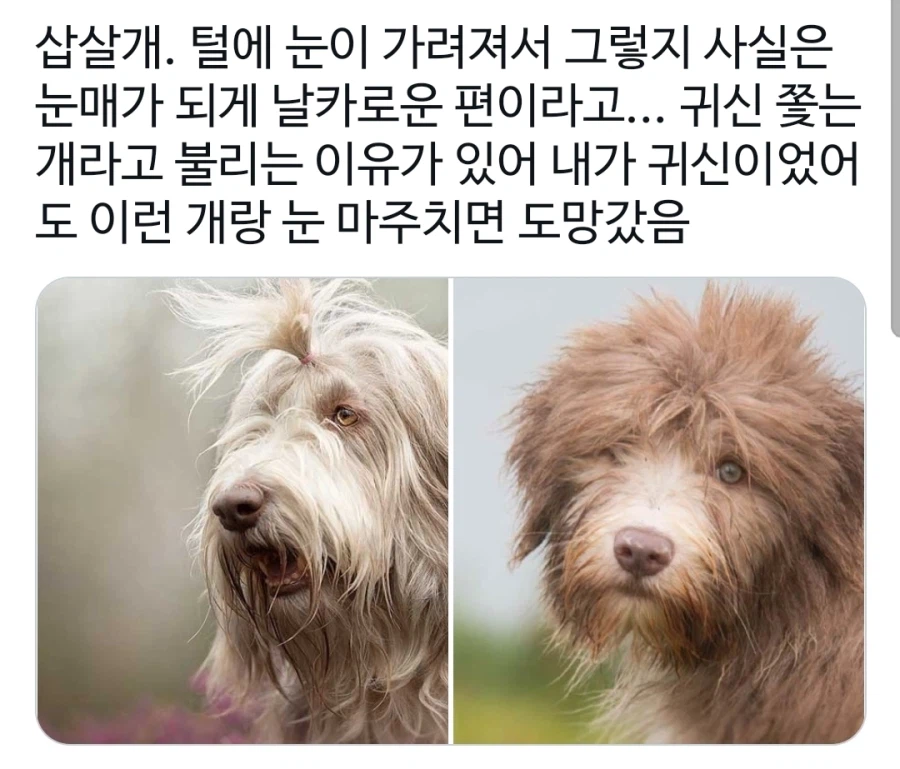평상시엔 멍충해 보이는 귀여운 개의 반전.jpg