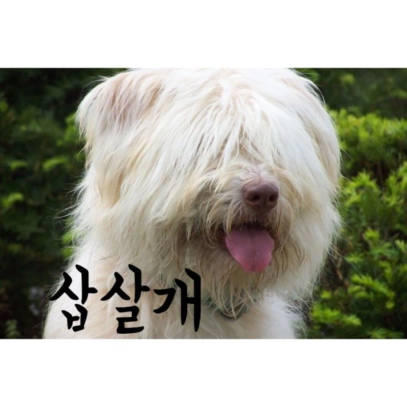 평상시엔 멍충해 보이는 귀여운 개의 반전.jpg