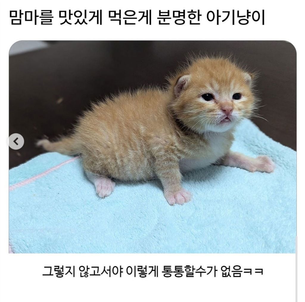 맘마 먹느라 배 나온지도 모르는 냥이