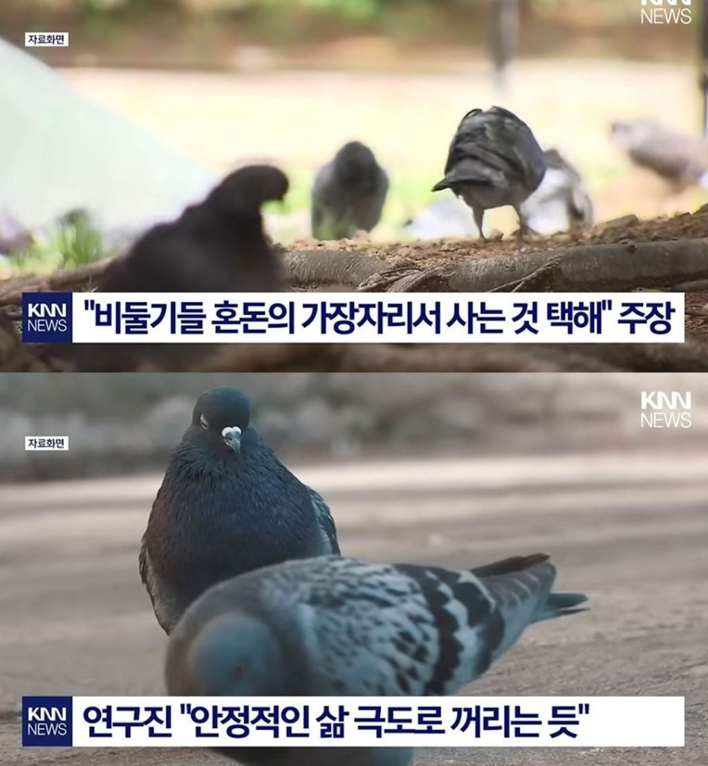 비둘기가 평온함 보다 혼돈을 선택하는 이유